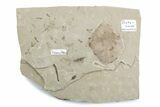 Fossil Distylium Leaf with Crane Flies - Utah #377079-1